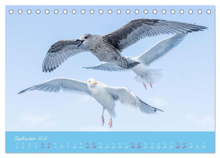 Produktbild: M&ouml;wen die Begleiter an Meer und See (Tischkalender 2026 DIN A5 quer), CALVENDO Monatskalender