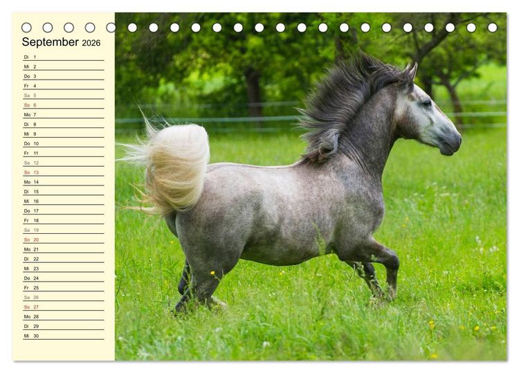 Produktbild: Traumpferd Lipizzaner (Tischkalender 2026 DIN A5 quer), CALVENDO Monatskalender