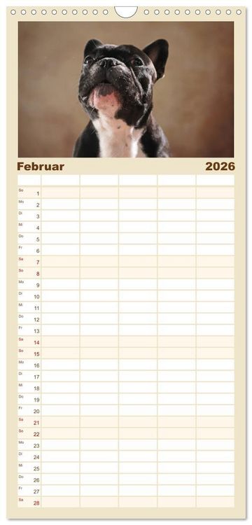 Produktbild: Familienplaner 2026 - Charme auf vier Pfoten - Franz&ouml;sische Bulldoggen Portraits mit 5 Spalten (Wandkalender, 21 x 45 cm) CALVENDO