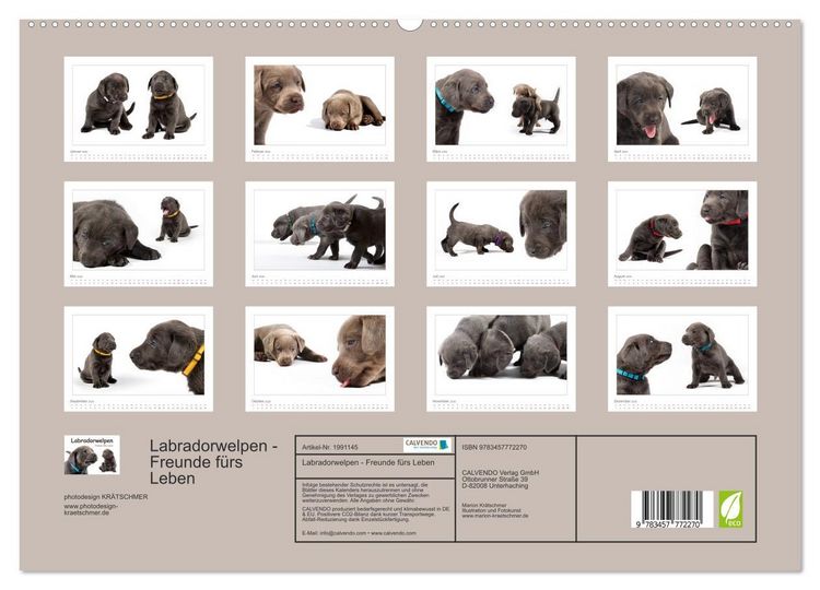 Produktbild: Labradorwelpen - Freunde f&uuml;rs Leben (hochwertiger Premium Wandkalender 2026 DIN A2 quer), Kunstdruck in Hochglanz
