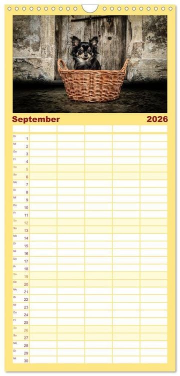 Produktbild: Familienplaner 2026 - Chihuahuas - Cool and Cute mit 5 Spalten (Wandkalender, 21 x 45 cm) CALVENDO