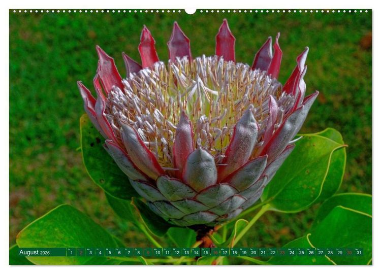 Produktbild: Madeiras Bl&uuml;tenzauber (hochwertiger Premium Wandkalender 2026 DIN A2 quer), Kunstdruck in Hochglanz
