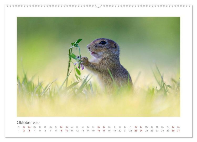 Produktbild: Lustige Zieselbabys (Wandkalender 2027 DIN A2 quer), CALVENDO Monatskalender