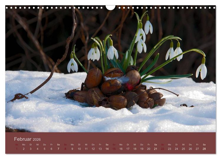 Produktbild: Gartenfl&uuml;stern (Wandkalender 2026 DIN A3 quer), CALVENDO Monatskalender