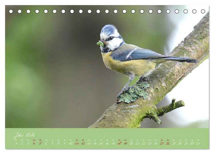 Produktbild: Die Blaumeise, Gast in unserem Garten (Tischkalender 2026 DIN A5 quer), CALVENDO Monatskalender