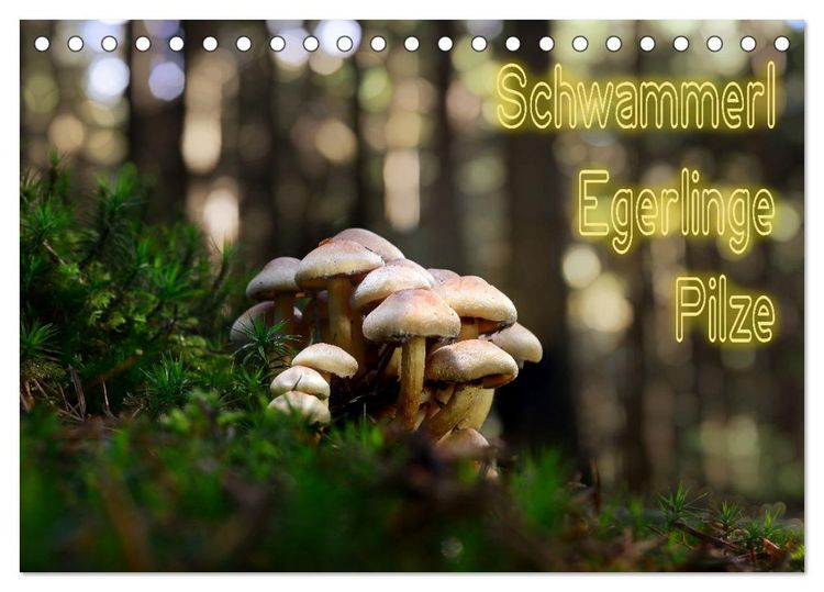 Produktbild: Schwammerl Egerlinge Pilze (Tischkalender 2026 DIN A5 quer), CALVENDO Monatskalender