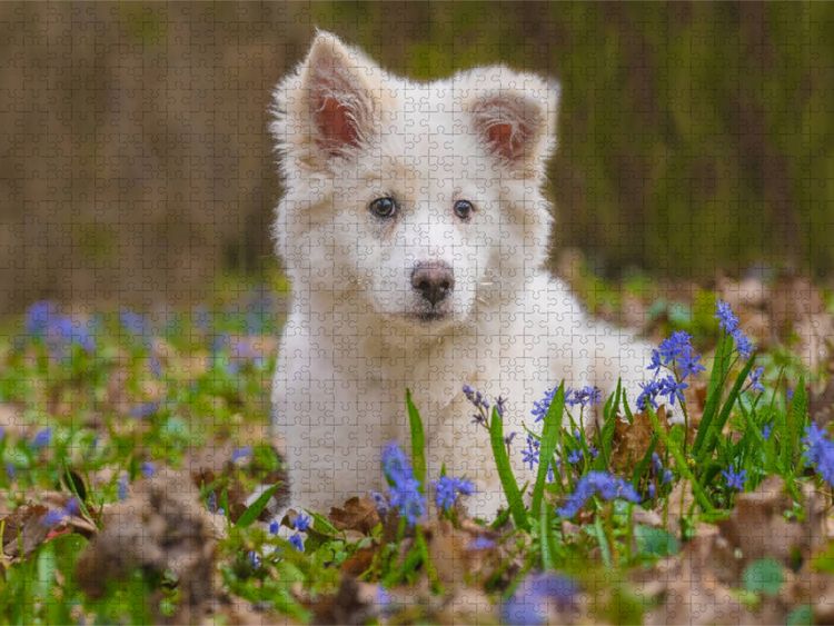 Produktbild: CALVENDO Puzzle Islandhundwelpe im Scillawald | 1000 Teile Lege-Gr&ouml;&szlig;e 64x48cm Foto-Puzzle f&uuml;r gl&uuml;ckliche Stunden