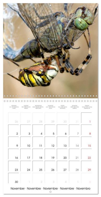 Produktbild: Spiders and Tarantulas (Wall Calendar 2026 12 &times; 12 Inch) CALVENDO 12 Month Wall Calendar