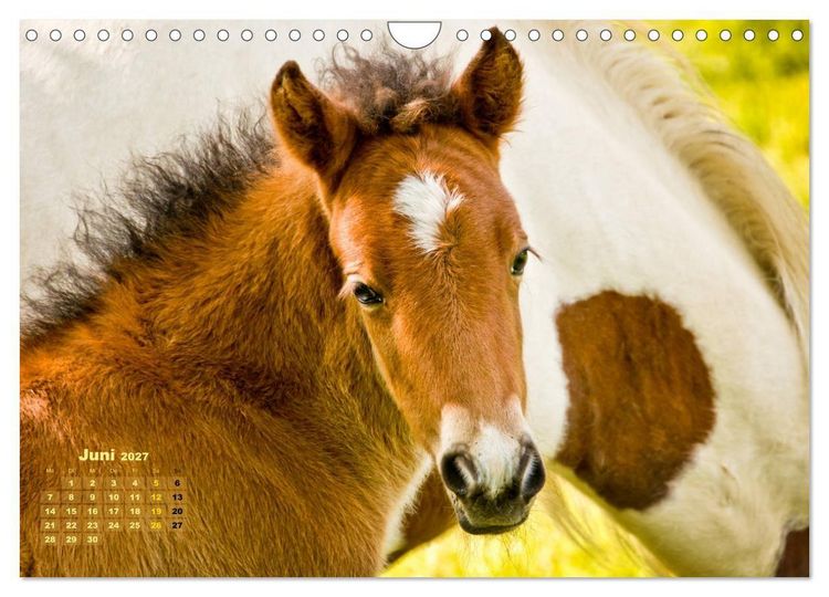 Produktbild: Wunderbare Fohlen (Wandkalender 2027 DIN A4 quer), CALVENDO Monatskalender