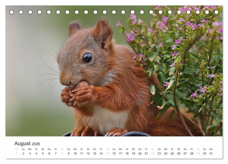 Produktbild: Eichh&ouml;rnchen Kinder (Tischkalender 2026 DIN A5 quer), CALVENDO Monatskalender