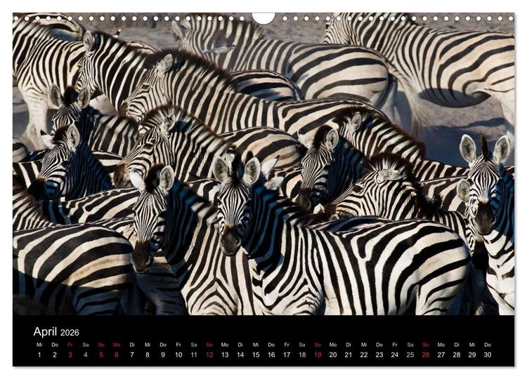 Produktbild: Zebras - Faszination der Streifen (Wandkalender 2026 DIN A3 quer), CALVENDO Monatskalender