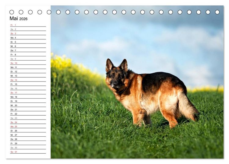 Produktbild: Deutsche Sch&auml;ferhunde - Senioren auf vier Pfoten (Tischkalender 2026 DIN A5 quer), CALVENDO Monatskalender