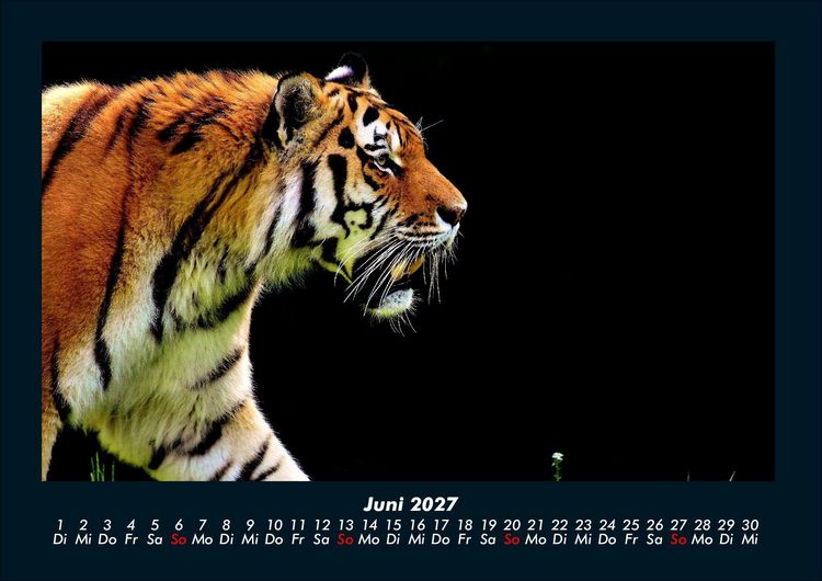 Produktbild: Tiger 2027 Fotokalender DIN A4