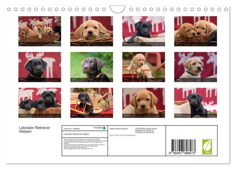 Produktbild: Labrador Retriever Welpen (Wandkalender 2026 DIN A4 quer), CALVENDO Monatskalender