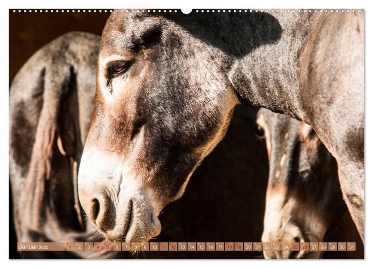Produktbild: Esel der Welt - Lieblings Langohren (Wandkalender 2025 DIN A2 quer), CALVENDO Monatskalender