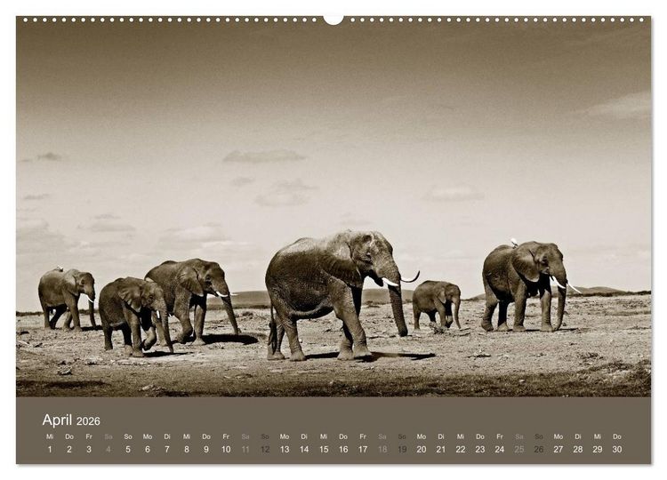 Produktbild: Wildes Afrika (Wandkalender 2026 DIN A2 quer), CALVENDO Monatskalender
