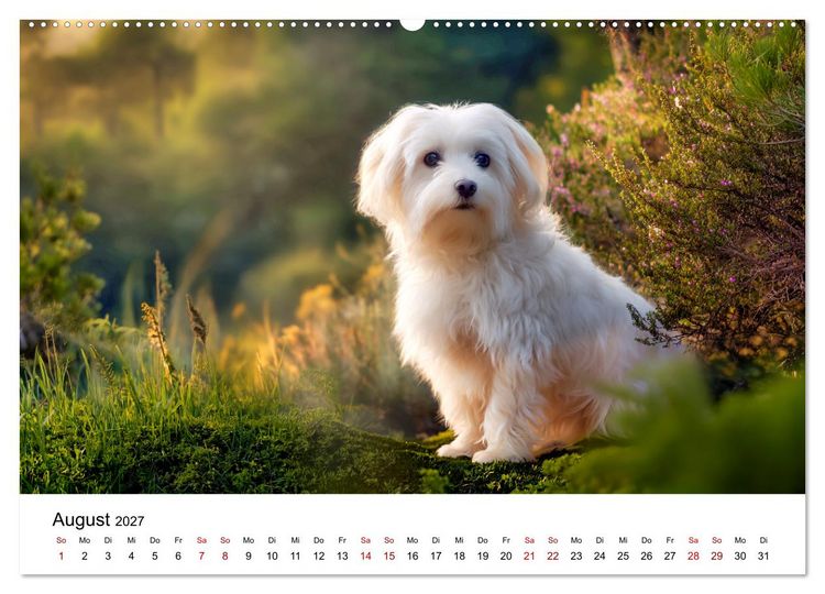 Produktbild: Kleine wei&szlig;e Wunder - ein Jahr mit Maltesern (hochwertiger Premium Wandkalender 2027 DIN A2 quer), Kunstdruck in Hochglanz