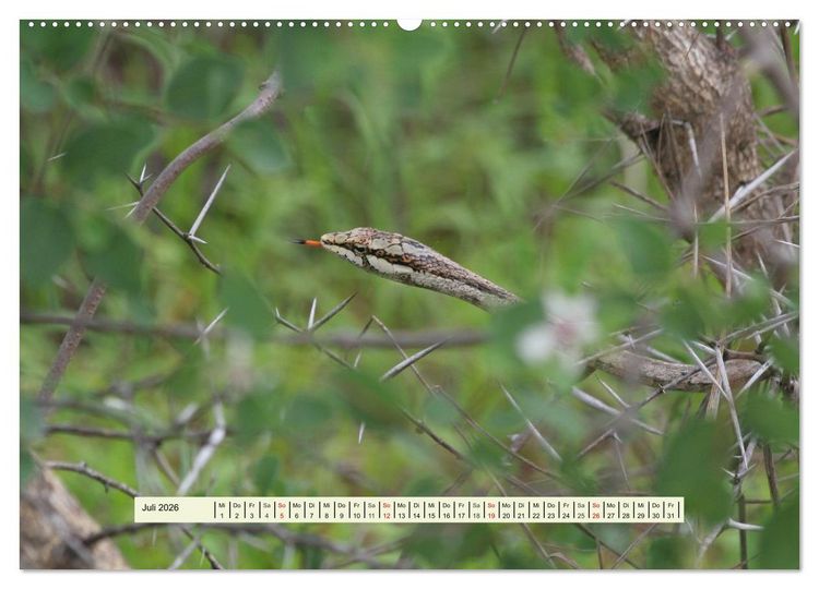 Produktbild: Reptilien des s&uuml;dlichen Afrikas (hochwertiger Premium Wandkalender 2026 DIN A2 quer), Kunstdruck in Hochglanz
