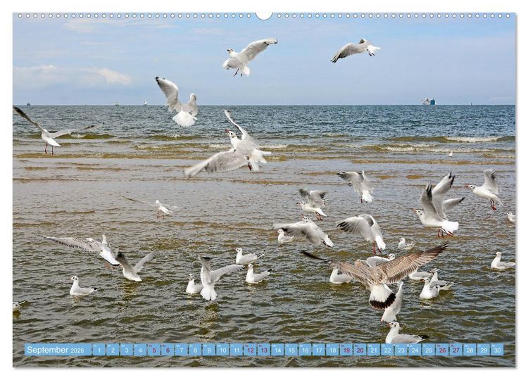 Produktbild: Gr&uuml;&szlig;e von Usedom (Wandkalender 2026 DIN A2 quer), CALVENDO Monatskalender