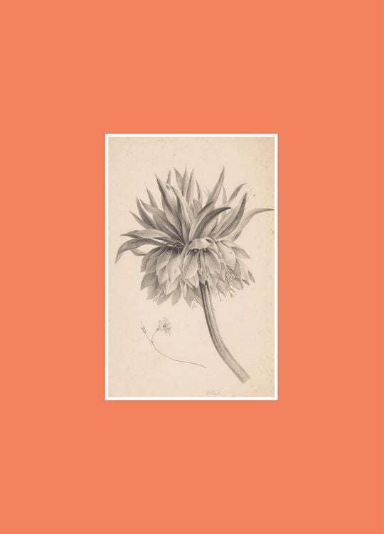 Produktbild: Book for Paper Lovers: World of Flowers