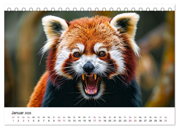 Produktbild: Der Rote Panda (Tischkalender 2026 DIN A5 quer), CALVENDO Monatskalender