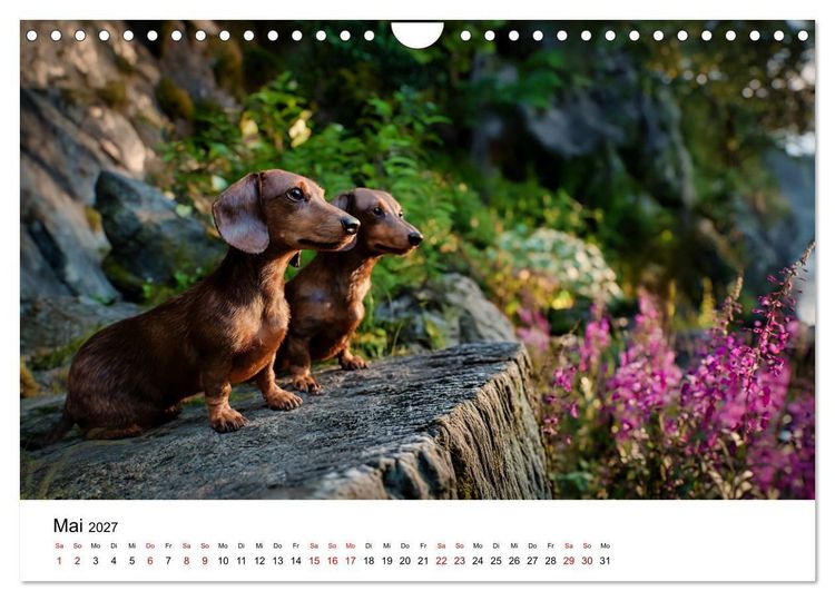 Produktbild: Herzensbrecher - Ein Jahr mit Dackeln (Wandkalender 2027 DIN A4 quer), CALVENDO Monatskalender