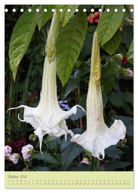 Produktbild: Brugmansia & Datura - Exotische Sch&ouml;nheiten (Tischkalender 2026 DIN A5 hoch), CALVENDO Monatskalender