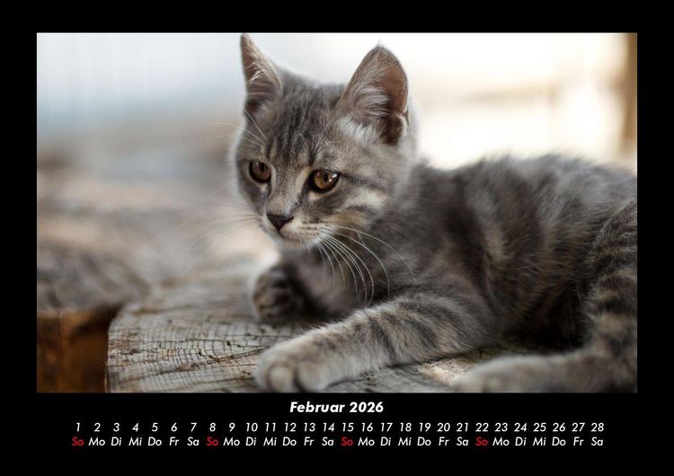 Produktbild: Tierkalender 2026 Fotokalender DIN A3