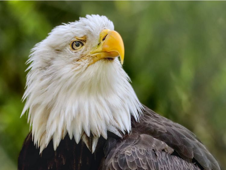 Produktbild: CALVENDO Puzzle Wei&szlig;kopfseeadler im Portr&auml;t | 1000 Teile Lege-Gr&ouml;&szlig;e 64x48cm Foto-Puzzle f&uuml;r gl&uuml;ckliche Stunden