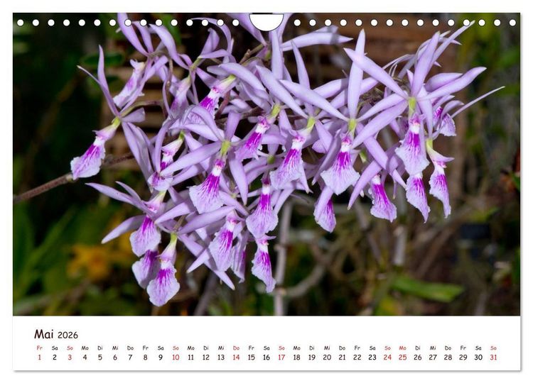 Produktbild: Orchideenzauber (Wandkalender 2026 DIN A4 quer), CALVENDO Monatskalender