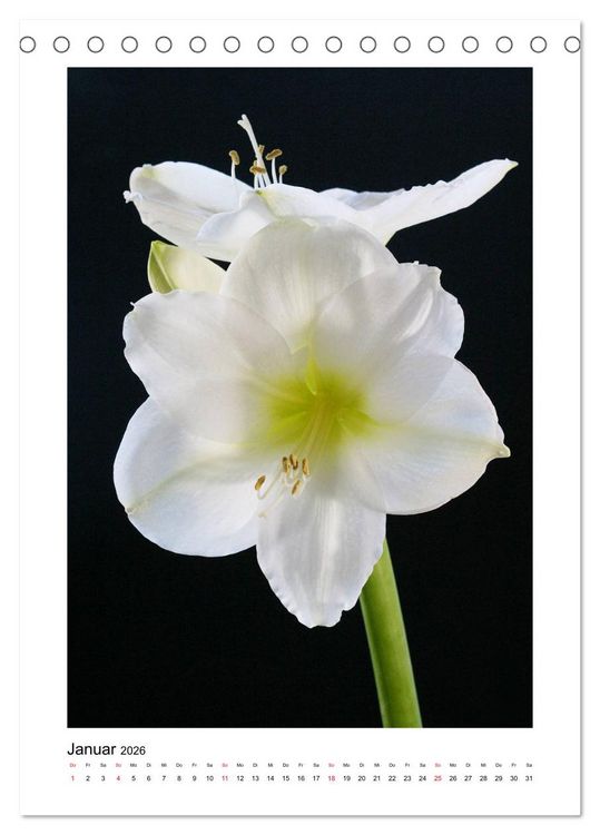 Produktbild: Poesie wei&szlig;er Bl&uuml;ten (Tischkalender 2026 DIN A5 hoch), CALVENDO Monatskalender
