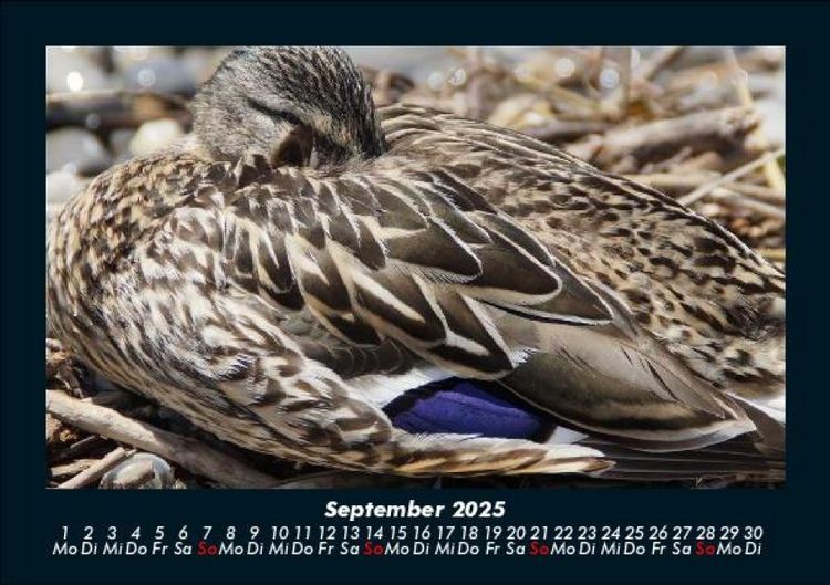 Produktbild: Enten 2025 Fotokalender DIN A5