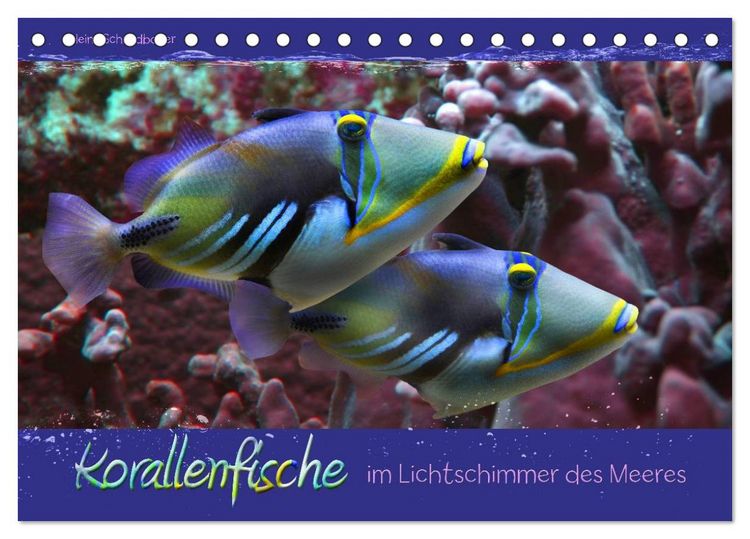 Produktbild: Korallenfische im Lichtschimmer des Meeres (Tischkalender 2026 DIN A5 quer), CALVENDO Monatskalender