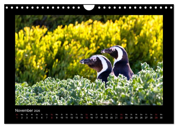 Produktbild: S&uuml;dafrika - Garden Route (Wandkalender 2026 DIN A4 quer), CALVENDO Monatskalender