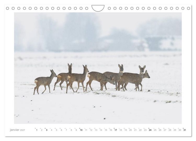 Produktbild: Un an avec des chevreuils (Calendrier mural 2027 DIN A4 vertical), CALVENDO calendrier mensuel