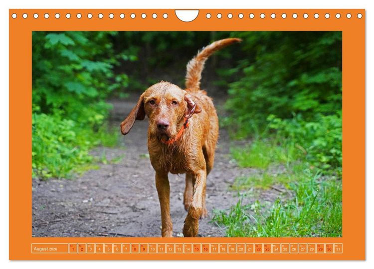 Produktbild: Faszination Magyar Vizsla (Wandkalender 2026 DIN A4 quer), CALVENDO Monatskalender