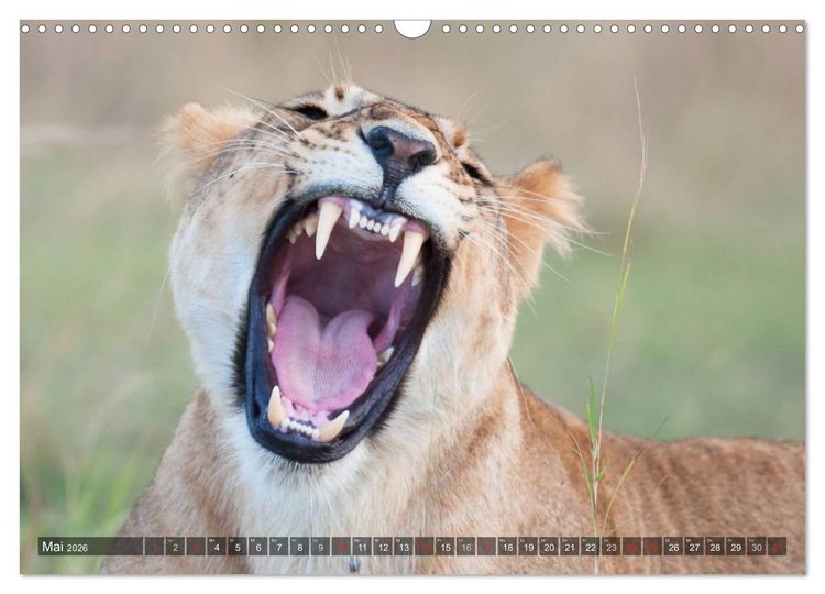 Produktbild: Raubkatzen Afrikas (Wandkalender 2026 DIN A3 quer), CALVENDO Monatskalender