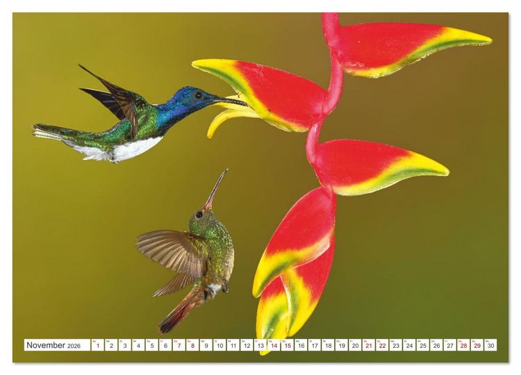 Produktbild: Costa Ricas gefiederte Pracht (Wandkalender 2026 DIN A4 quer), CALVENDO Monatskalender