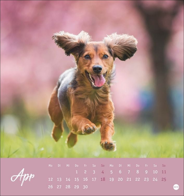 Produktbild: Dackel Postkartenkalender 2027