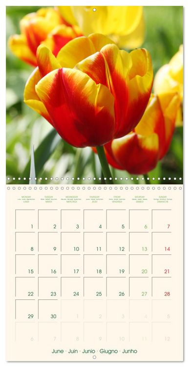 Produktbild: Tulipes charmantes et fra&icirc;ches (Calendrier mural carr&eacute; 2026 30x30 cm) Calendrier double avec une page pour vos prises de notes