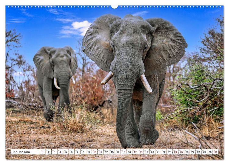 Produktbild: Elefanten-Traum - Herzenssache Afrika (Wandkalender 2026 DIN A2 quer), CALVENDO Monatskalender