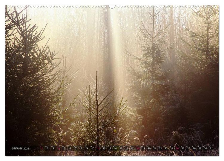 Produktbild: Erleuchtung im Wald (hochwertiger Premium Wandkalender 2026 DIN A2 quer), Kunstdruck in Hochglanz