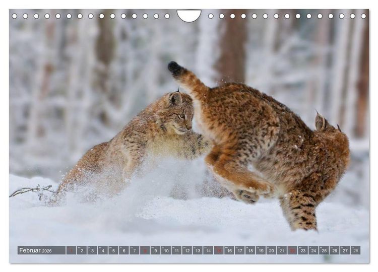 Produktbild: Der Luchs - Dem Pinselohr auf der Spur (Wandkalender 2026 DIN A4 quer), CALVENDO Monatskalender
