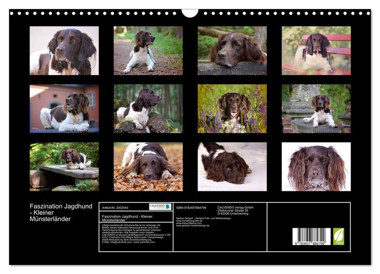 Produktbild: Faszination Jagdhund - Kleiner M&uuml;nsterl&auml;nder (Wandkalender 2026 DIN A3 quer), CALVENDO Monatskalender