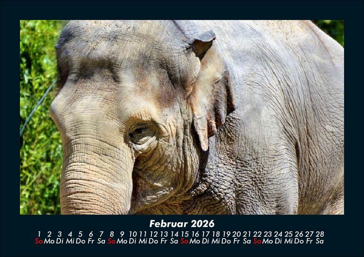 Produktbild: Der Elefantenkalender 2026 Fotokalender DIN A5
