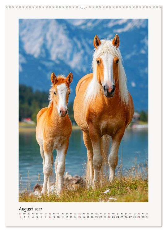 Produktbild: Berge und M&auml;hnen. Haflinger zwischen Alm, Sonne und Freiheit (hochwertiger Premium Wandkalender 2027 DIN A2 hoch), Kunstdruck in Hochglanz