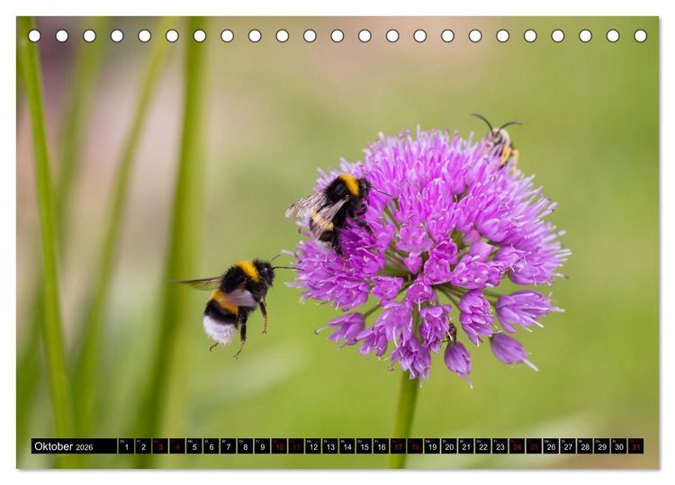 Produktbild: Hummeln - Flugaufnahmen eines faszinierenden Insekts (Tischkalender 2026 DIN A5 quer), CALVENDO Monatskalender