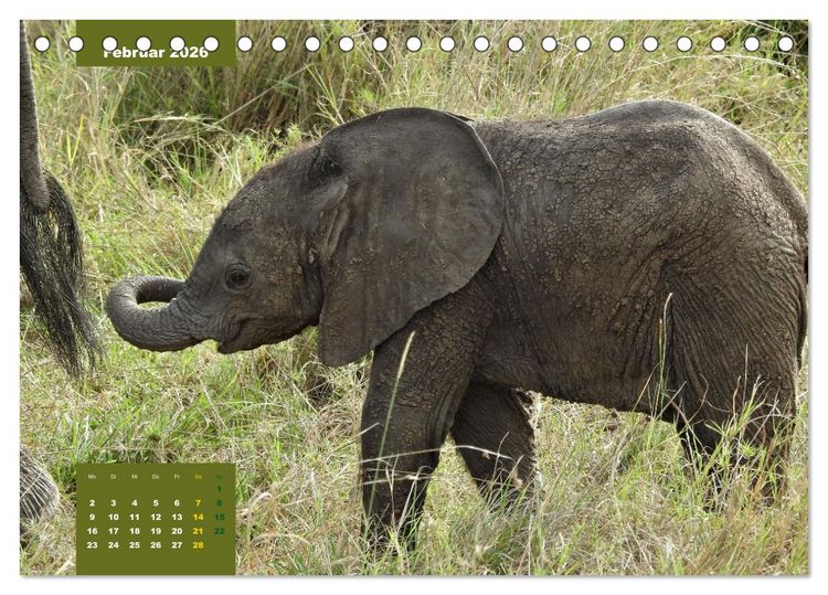 Produktbild: E wie Elefanten - verspielt und schn&uuml;ssig (Tischkalender 2026 DIN A5 quer), CALVENDO Monatskalender