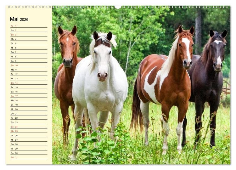 Produktbild: Wilde Pferde. Mustangs in USA (hochwertiger Premium Wandkalender 2026 DIN A2 quer), Kunstdruck in Hochglanz