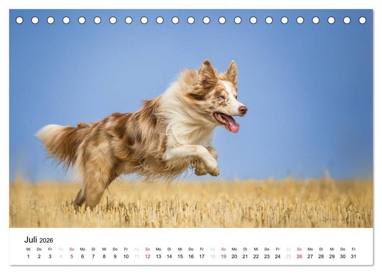 Produktbild: Border Collies 2026 (Tischkalender 2026 DIN A5 quer), CALVENDO Monatskalender